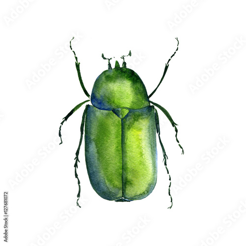 watercolor drawing chafer