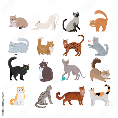 Fototapeta Set of Icons with Cats. Flat Design Vector.