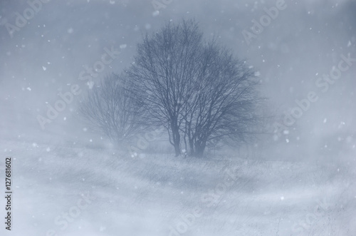 Obraz na plátně winter landscape tree in blizzard