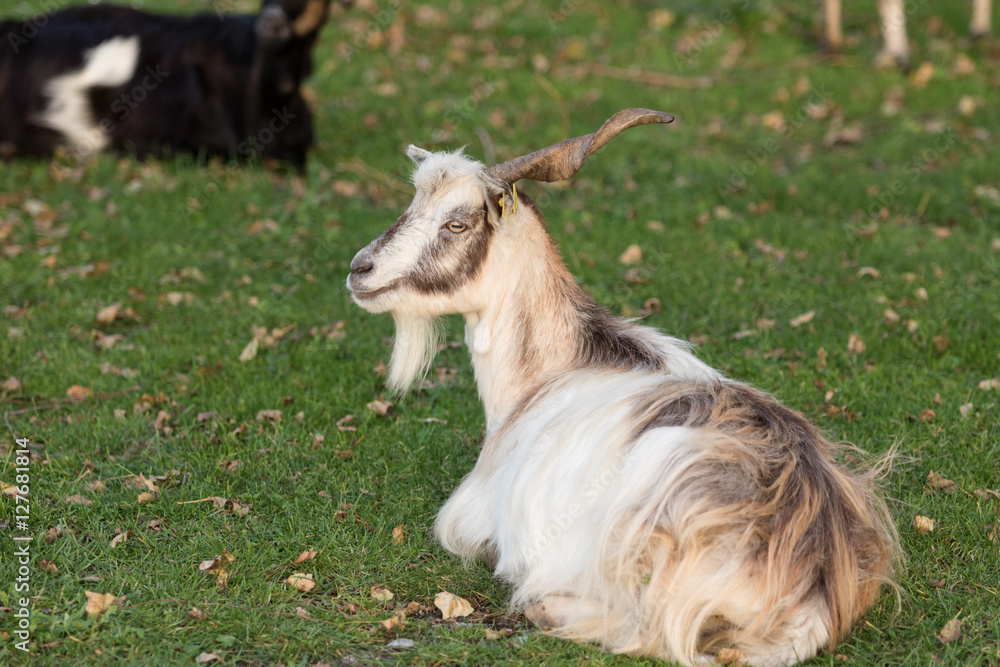 Obraz premium Il pascolo in transumanza