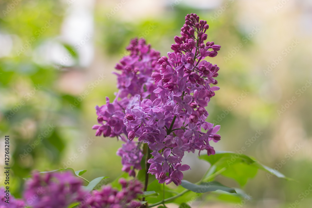 bunches of lilac blossoms on branches