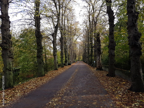 Bosque en Brujas