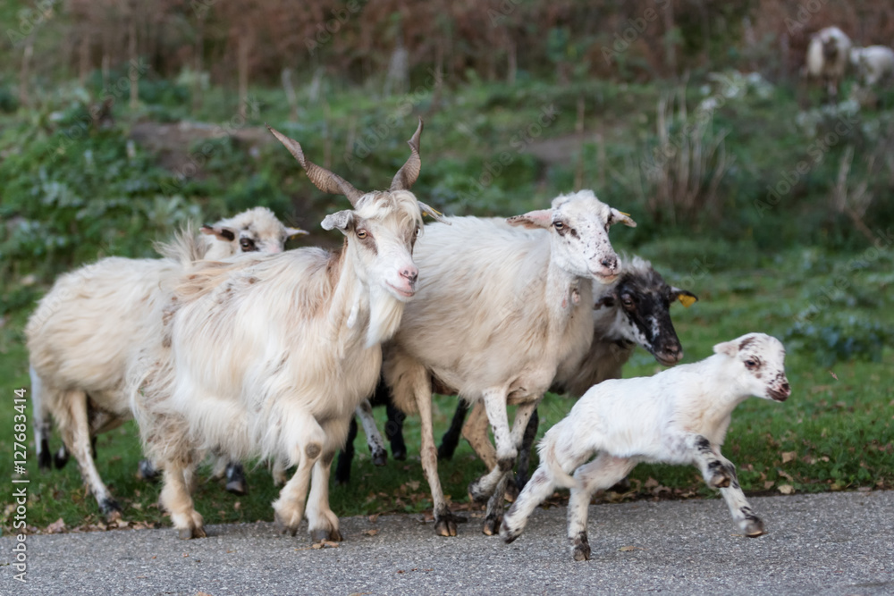 Obraz premium Il pascolo in transumanza
