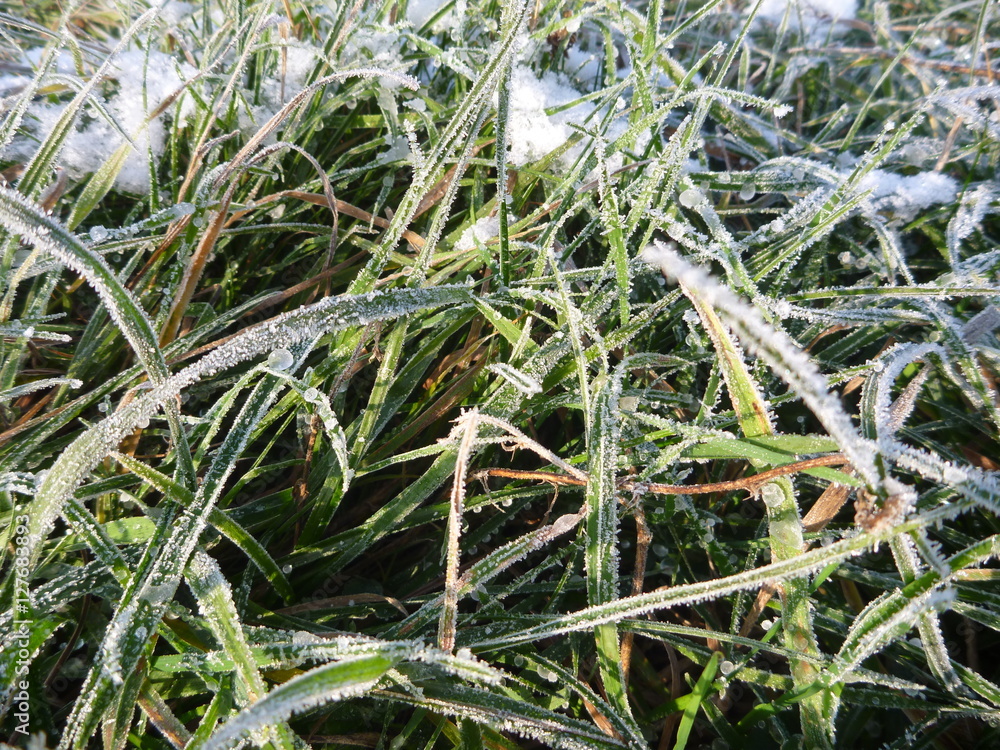 frozen green grass in the beginning of winter