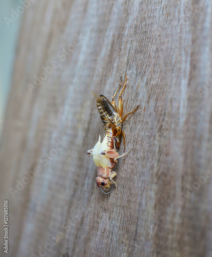 Amazing the animals cricket juvenile is molt perched wood. animals cricket transform is larva photo