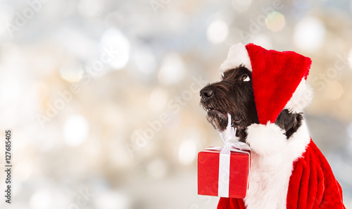 Fototapeta Naklejka Na Ścianę i Meble -  Black dog in santa cap