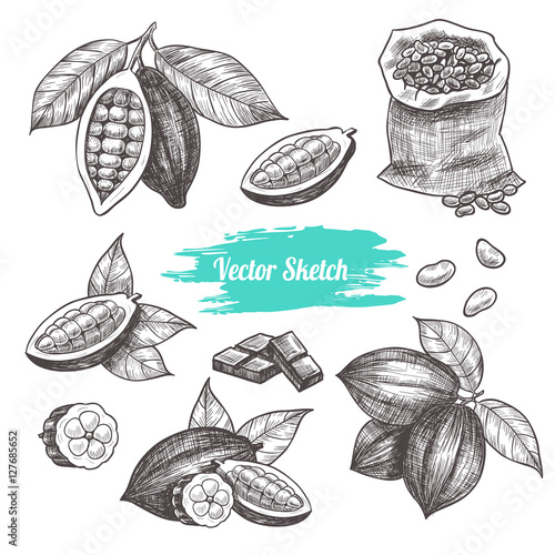 Vector cocoa hand drawn sketch .  Sketch vector  food illustration. Vintage style