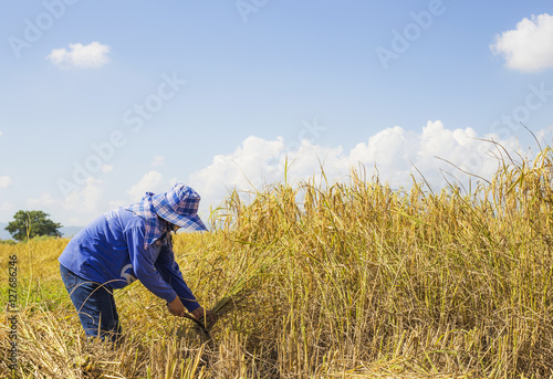 People asian farmer Harvest of the rice field in season harvest , and farmer harvests rice in field blue sky background © noombluesman