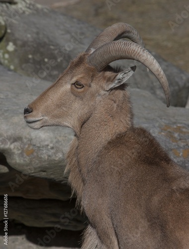 Goats. Goats head. Horns.