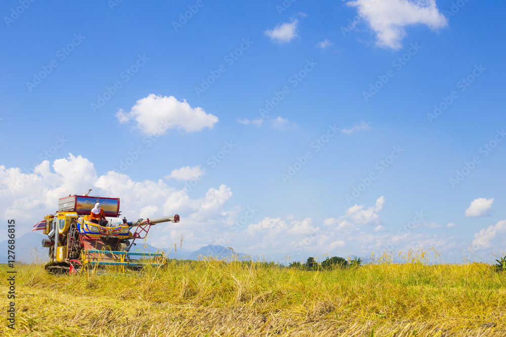 Fototapeta premium Farmer doing harvest by harvester.