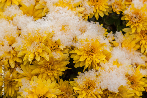 Yellow chrysanthemums covered with the first snow