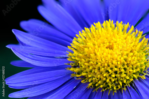 Perfect Blue Yellow Flower Close Up Macro