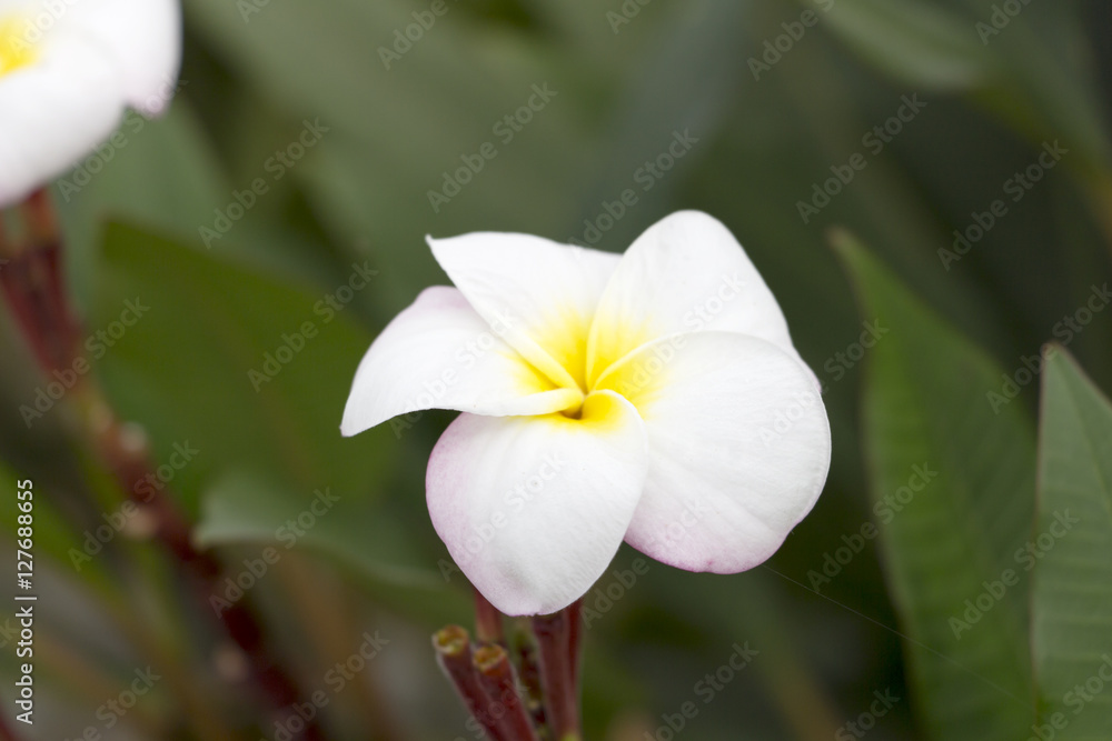 Fototapeta premium White flowers in the garden.