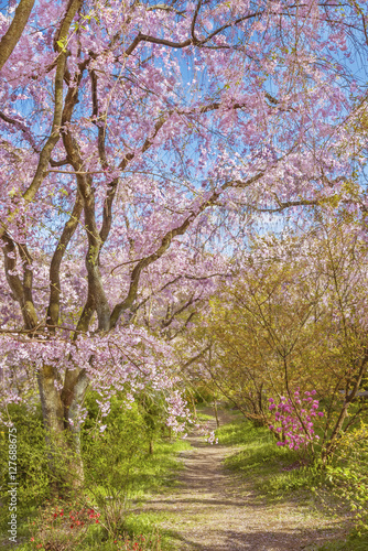 Blooming sakura tree in rural area in Japan. Spring nature.