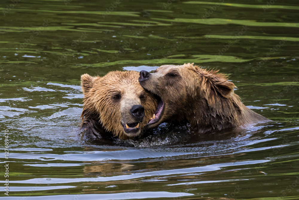 Braunbären beim Spiel im Wasser - Ursus arctos Braunbären beim Spiel im Wasser - Ursus arctos