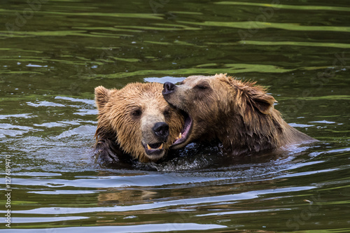 Braunbären beim Spiel im Wasser - Ursus arctos