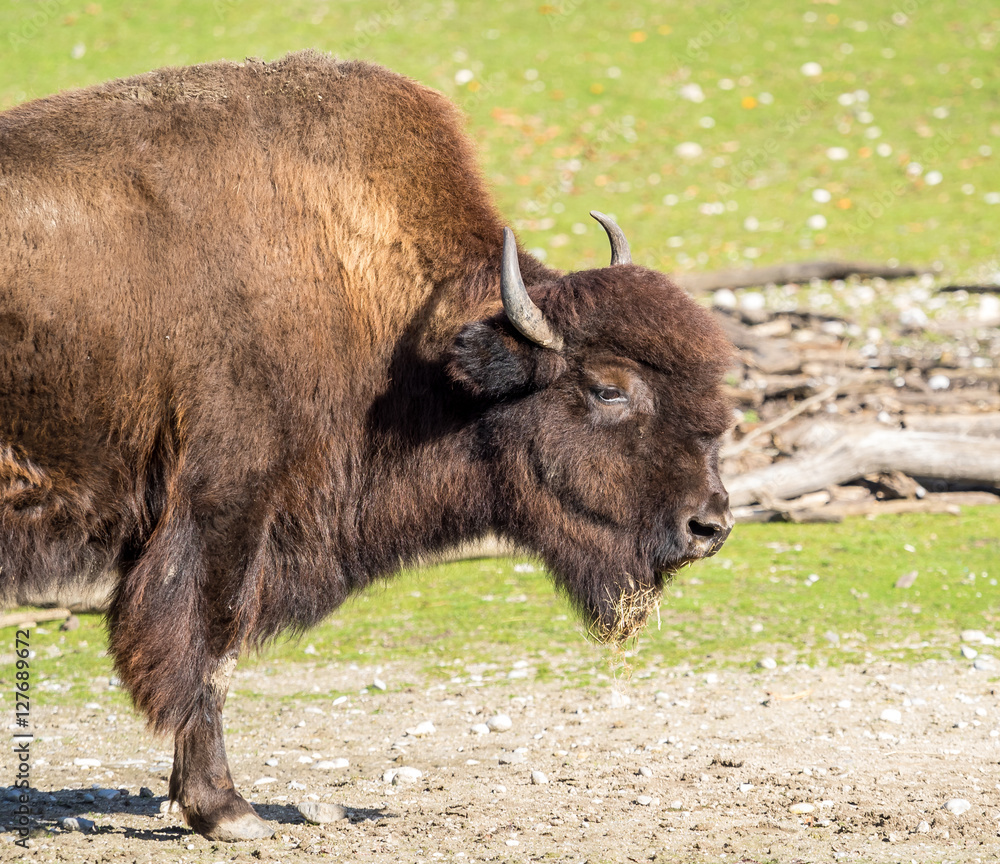 Waldbison - Bison bison athabascae Waldbison - Bison bison athabascae