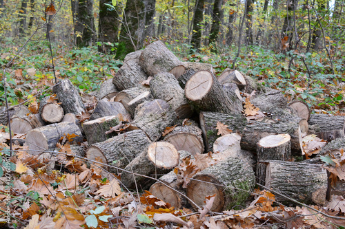Pile of cut out firewood in autumn oak forest