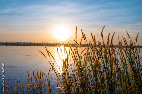 Sunset Landscape Scene With Tall Grass