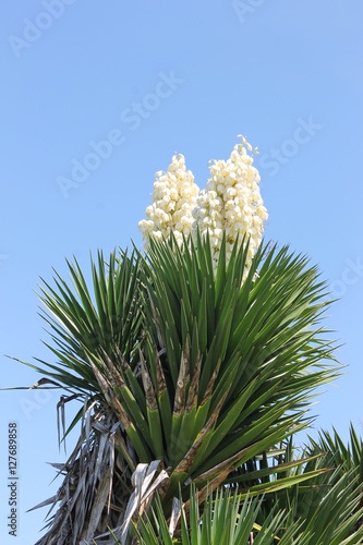 Цветущая пальма - много белых красивых бутонов на фоне ярко голубого неба.