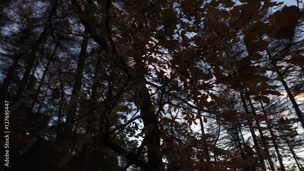 Long panning forest background shot. Long panning forest background shot.
