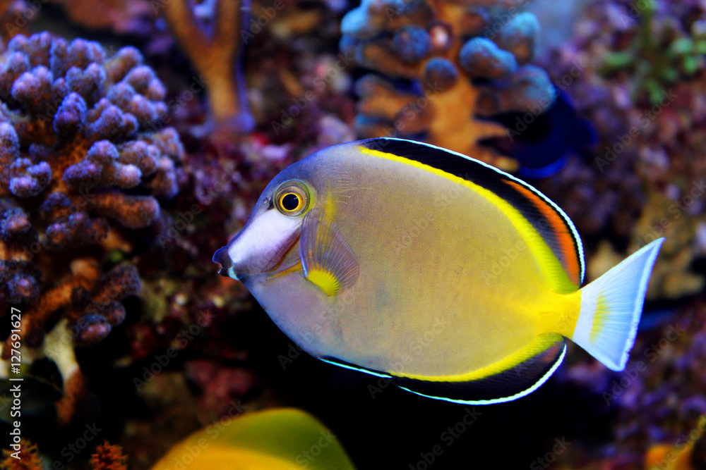 Powder Brown Tang (Acanthurus japonicus) Powder Brown Tang (Acanthurus japonicus)