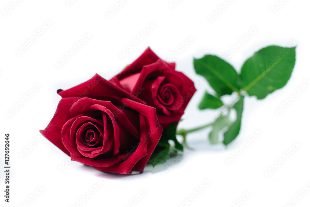 A red rose A red rose