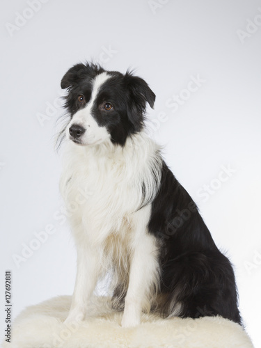 Border collie dog portrait. Image taken in a studio. © Jne Valokuvaus