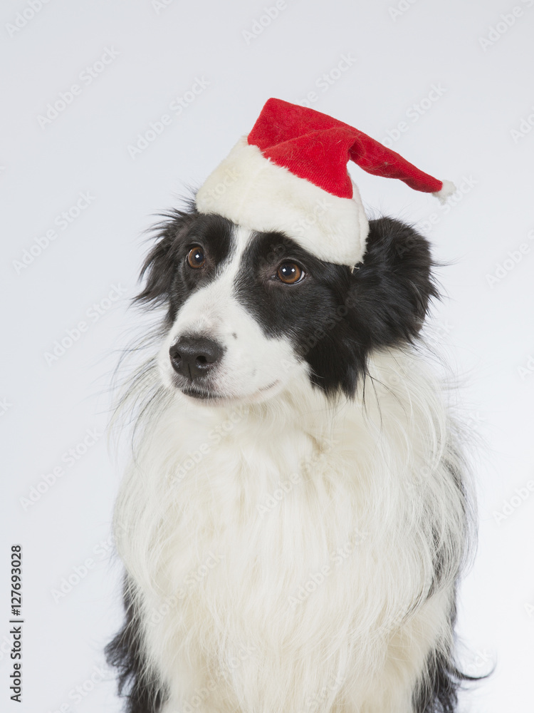 Border collie dog with Christmas hat. Image taken in a studio. Border collie dog with Christmas hat. Image taken in a studio.