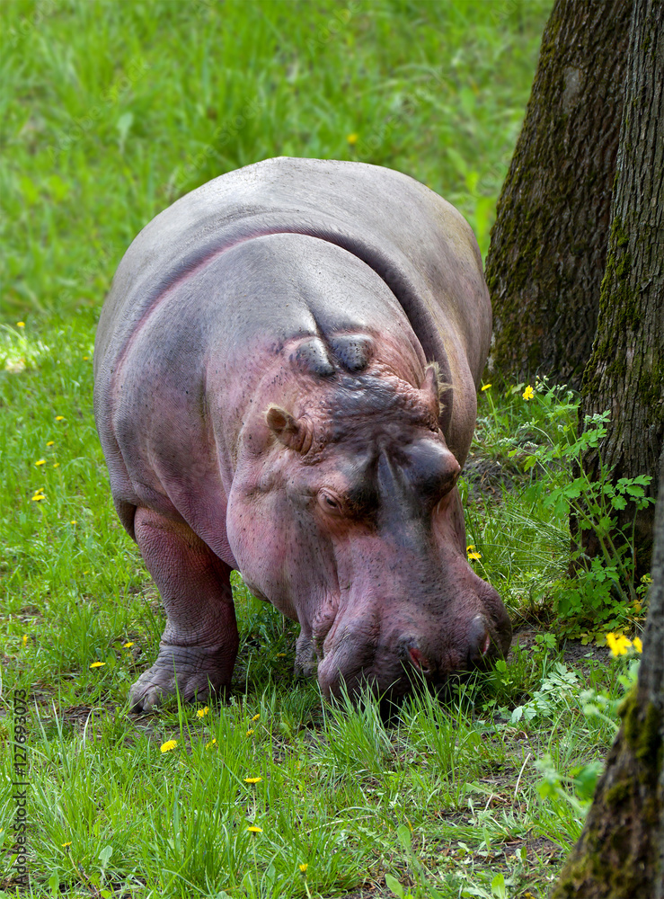 Hippopotamus grazing on green grass Hippopotamus grazing on green grass