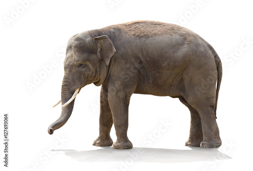 Asian elephant  Elephas maximus  on white background
