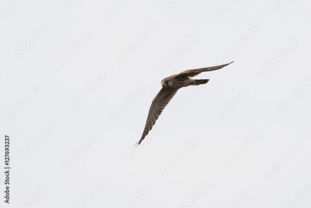 Common Kestrel, Kestrel , Falco tinnunculus Common Kestrel, Kestrel , Falco tinnunculus