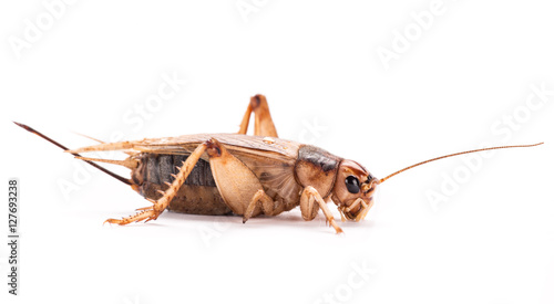 Field Cricket (Gryllus) isolated on white background