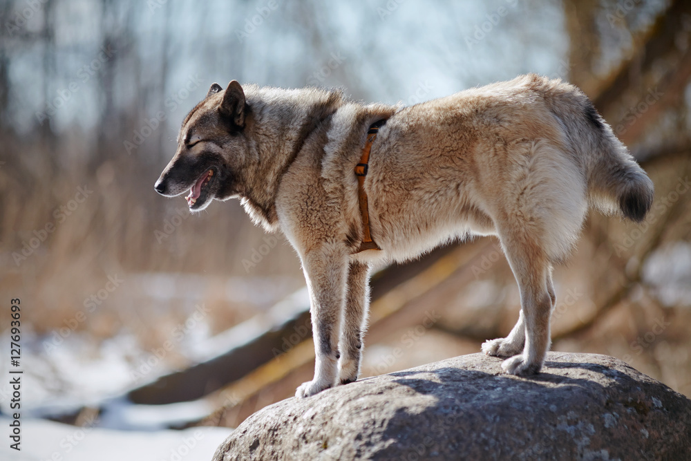 Fluffy dog is standing on the stone. Fluffy dog is standing on the stone.