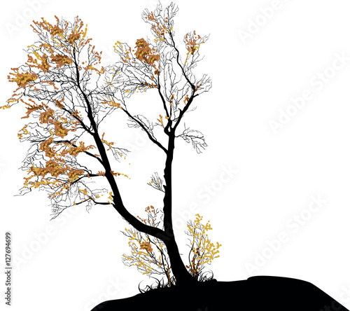 small bare isolated fall tree wit last leaves