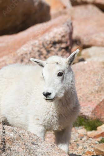 Baby Mountain Goats on Mount Evans