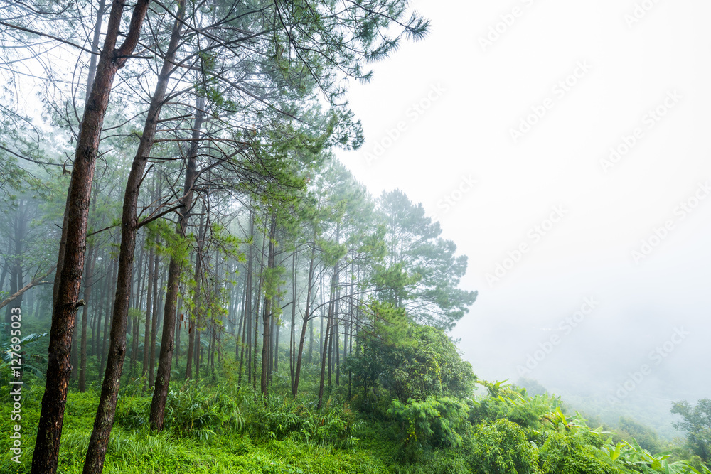 Fototapeta premium misty forest of pines in morning