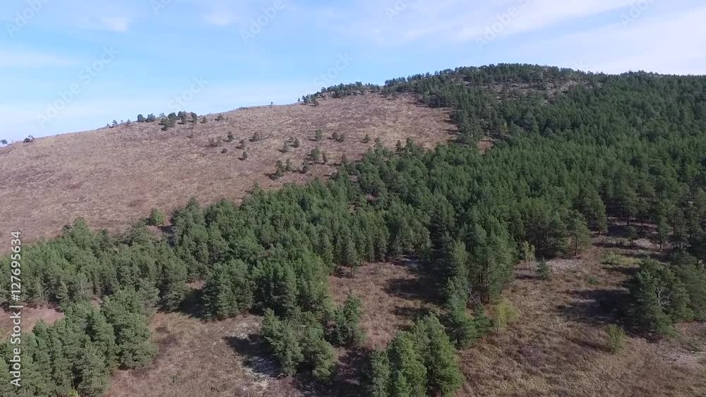 Autumn pine forest hill aerial shot Autumn pine forest hill aerial shot