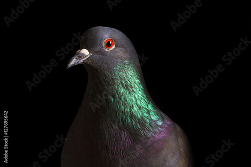 rock pigeon with colored neck on a black background
