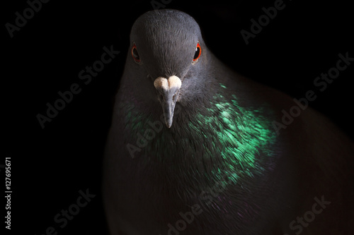 portrait rock pigeon with colored neck on a black background photo
