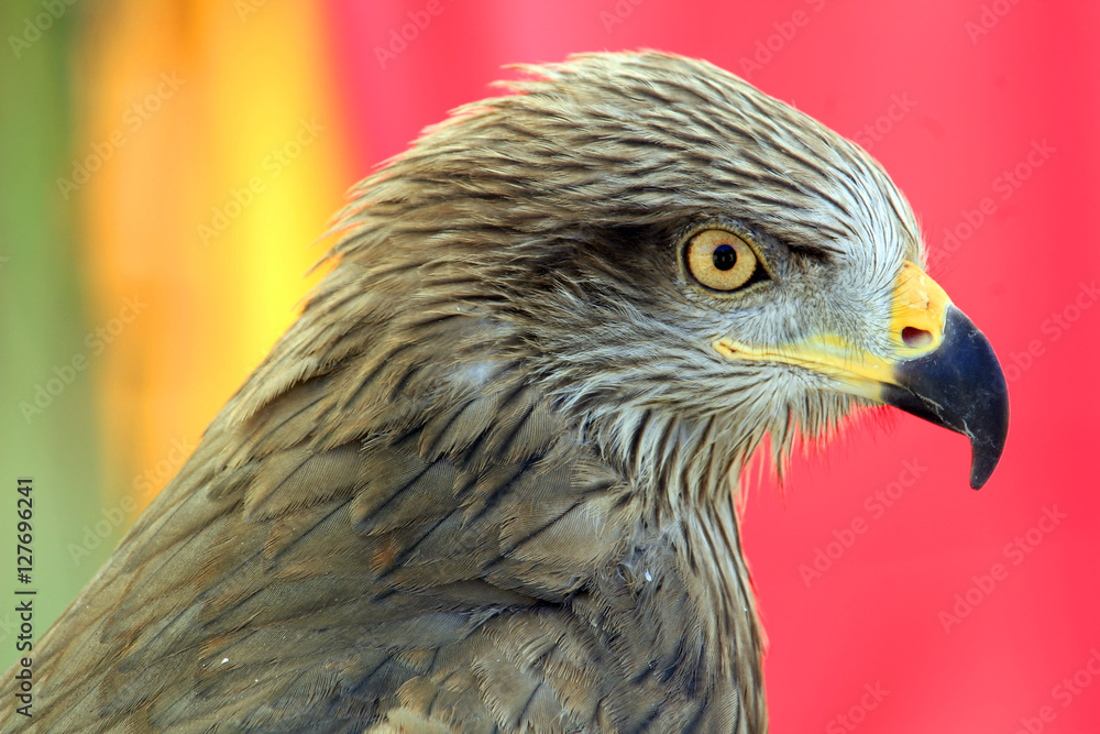 Eagle portrait Eagle portrait