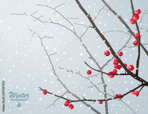 Winter bare branches with red berries