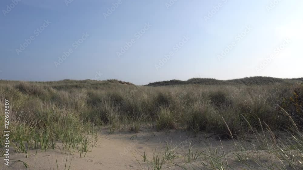 Sand dunes and grass against blue sky Sand dunes and grass against blue sky