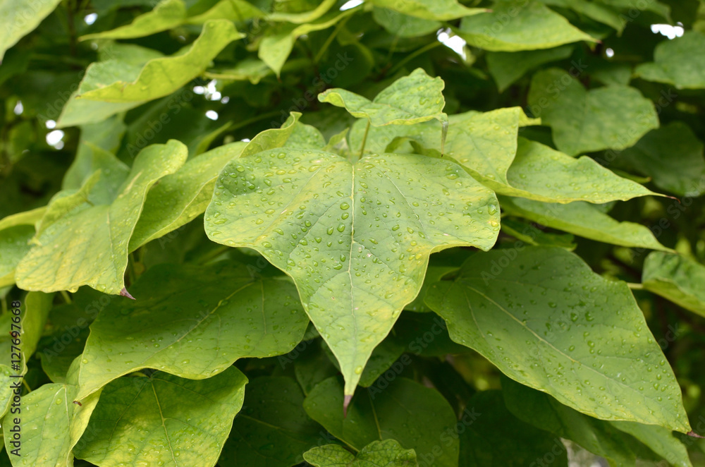 Fresh green leaves with rain drops after rain Fresh green leaves with rain drops after rain