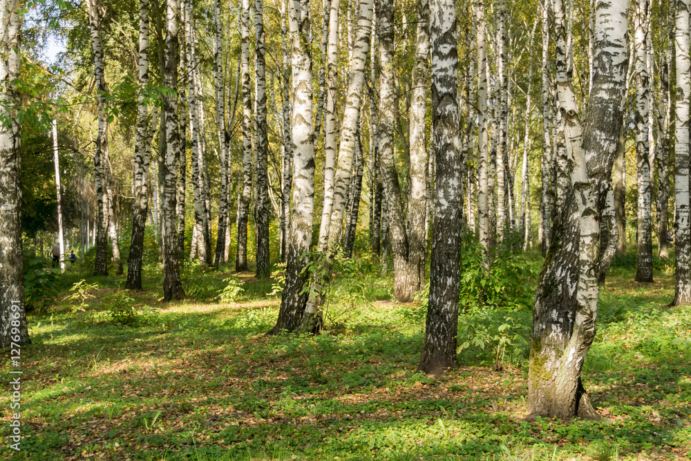 Fototapeta premium Birch Trees in Autumn Park