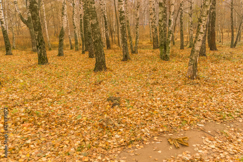 Birch Trees in Autumn Park