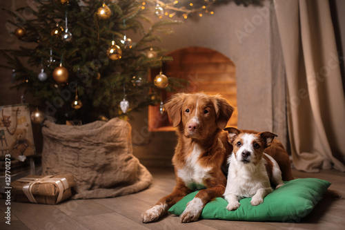 Fototapeta Naklejka Na Ścianę i Meble -  Dog Jack Russell Terrier and Dog Nova Scotia Duck Tolling Retriever . Christmas season 2017, new year