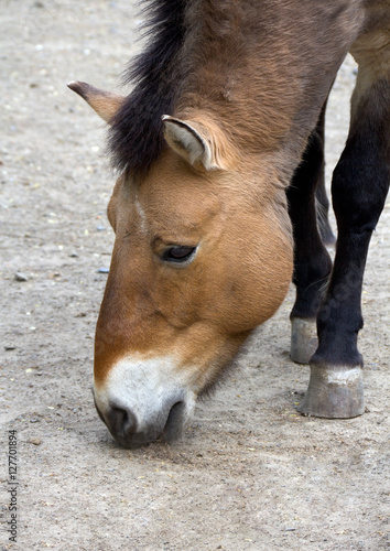 Przewalski's horse. Mongolian wild horse.
