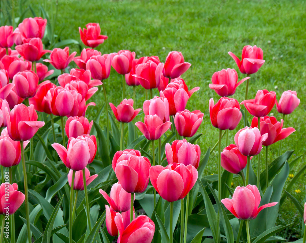 Pink tulips in garden on background of green grass Pink tulips in garden on background of green grass