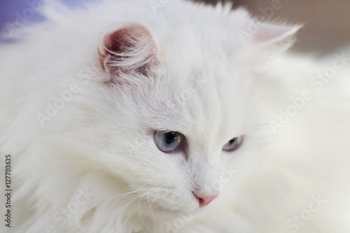 white cat with blue eyes photo